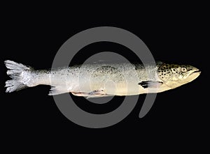 Big sea salmon, on a black background. Huge trout fish, close up. Fish head with fins