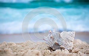 Big sea shell on the sand on the beach with blur big sea wave in background, close up