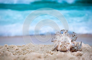 Big sea shell on the  sand on the beach with blur big sea wave in background, close up