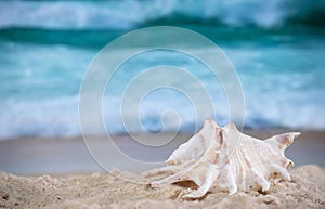 Big sea shell on the  sand on the beach with blur big sea wave in background, close up