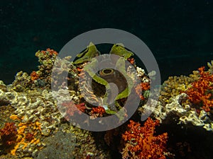 Big Sea shell tridacna Red Sea underwater
