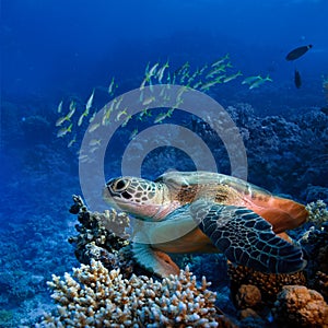 Big sea turle underwater