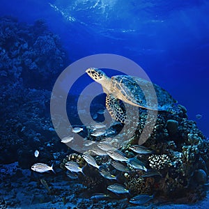 Big sea turle underwater