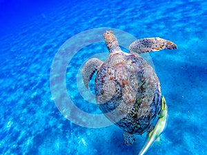 Big sea turtle Eretmochelys imbricata with sticky fish