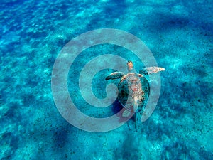 Big sea turtle Eretmochelys imbricata with sticky fish