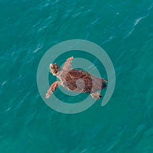 Big sea turtle in Mediterranean sea neaby Antalya, Turkey