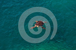 Big sea turtle in Mediterranean Sea swimming at the beach near A