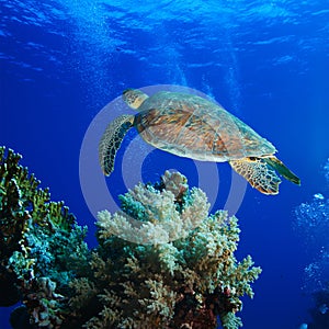 El gran el mar tortuga ascendiendo en profundo azul el mar 