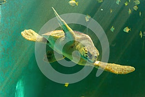 Big sea turtle swimming