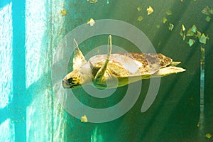 Big sea turtle swimming