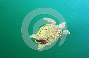 Big sea turtle swimming