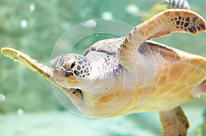 Big sea Turtle swimming in the aquarium water