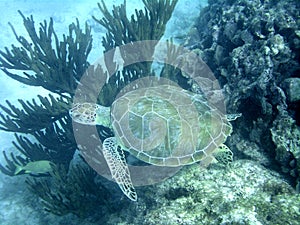 Big sea turtle swimming in the sea