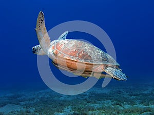 Big sea turtle swimming underwater