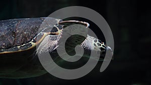 Big sea turtle swimming with various fish in aquarium. Giant marine turtle in water.