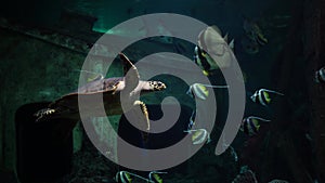 Big sea turtle swimming with various fish in aquarium. Giant marine turtle in water.