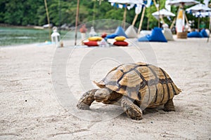 Big sea turtle walking on white sand beach, Phuket