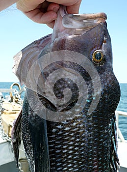 Big Seabass Catch