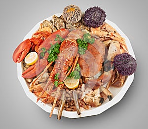 Big seafood platter on gradient background.