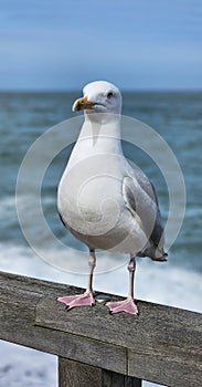 Big seagull against the backdrop of the sea