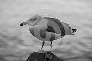 Big seagull bird standing on the rock