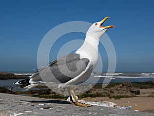 Big seagull close up