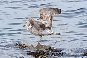 big seagull on a rock in the sea