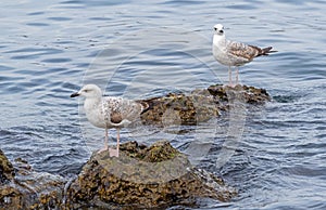 big seagull on a rock in the sea