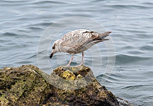 big seagull on a rock in the sea