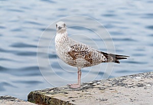 big seagull on a rock in the sea