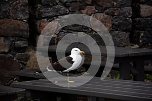 A big seagull is standing on a picknick table