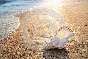 Big seashel on sand on the beach, background,