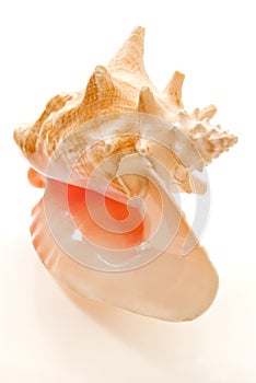 Big seashell isolated