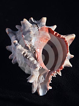 Big seashell molusc in front of black background