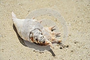 Big seashell on the sand