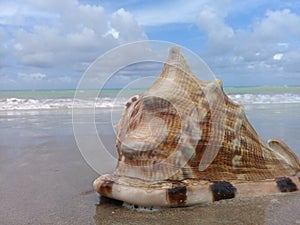 Big seashell on the sand by the sea