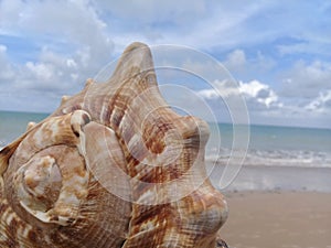 Big seashell on the sand by the sea