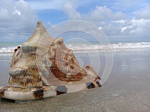 Big seashell on the sand by the sea