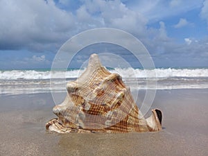 Big seashell on the sand by the sea