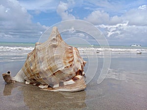 Big seashell on the sand by the sea