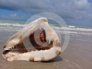 Big seashell on the sand by the sea