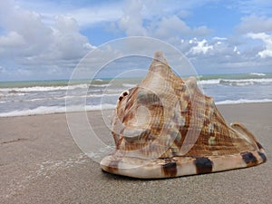 Big seashell on the sand by the sea