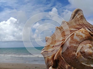 Big seashell on the sand by the sea