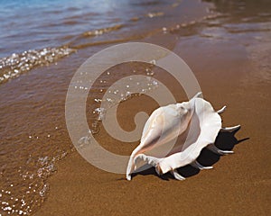 Big seashell spider conch lambis truncata on the beach photo