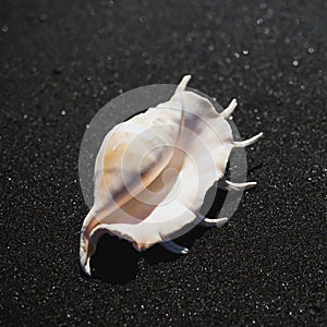 Big seashell spider conch lambis truncata on black sand coast