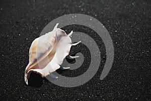 Big seashell spider conch lambis truncata on black sand coast