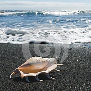 Big seashell spider conch lambis truncata on black sand shore