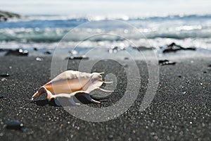 Big seashell spider conch lambis truncata on black sand shore