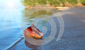 Big seashell on tropical beach and ocean waves.