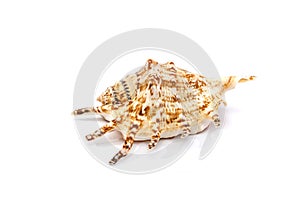 Big seashell on white background close-up